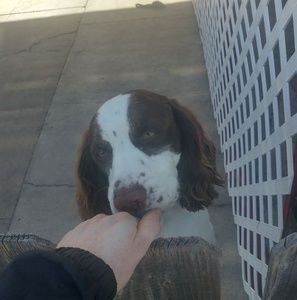 Meet your Posher, Bowen